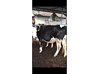 4-5 aylık gebe 4 adet kaliteli cins düve satılıktır. #1282890484