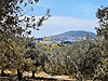 ANKA EMLAKTAN BURHANİYE PELİTKÖYDE İMARA YAKIN 3876 M2 ZEYTİNLİK