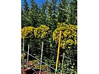 tijle taflan tek top