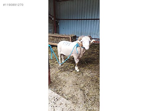 Koç / Bandırma agrasi MERİNOS KOÇ sahibinden.comda - 1190891270