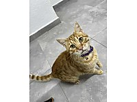 Acil yuva arıyoruz #1282891809