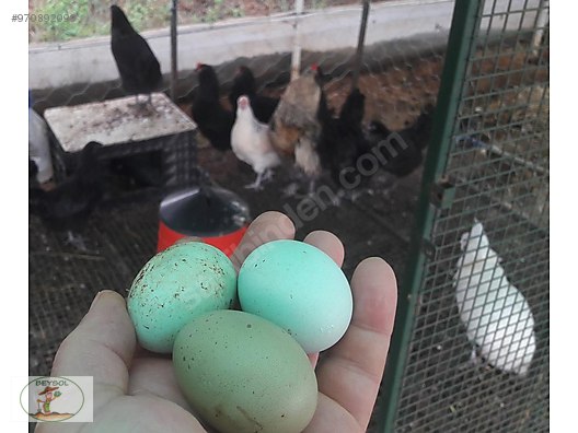 Kuluckalik Yumurta Ameraucana Araucana Mavi Yesil Yumurtaci Genc Damizlik Tavuklar Sahibinden Comda 970892099 Kuluckalik Yumurta Ameraucana Araucana Mavi Yesil Yumurtaci Genc Damizlik Tavuklar Sahibinden Comda 970892099