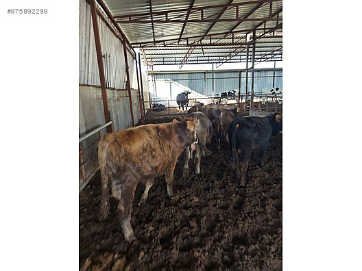 boga kurbanlik satilik 12 adet dana sahibinden comda 975892289