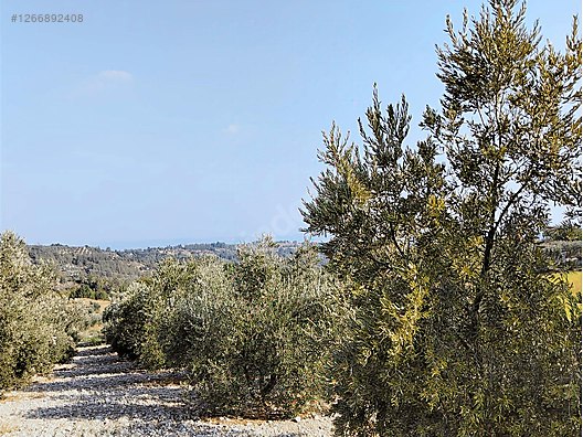 GÖK EMLAKTAN YOL KENARI TEK TAPU ZEYTİNLİK. #1266892408