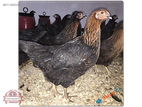 Tavuk Asili Saglikli Ciftlikten Ataks Tavuk Sahibinden Comda 971895050 Tavuk Asili Saglikli Ciftlikten Ataks Tavuk Sahibinden Comda 971895050
