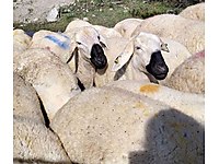 Satilik Kucukbas Hayvanlar Ilanlari Sahibinden Com 13