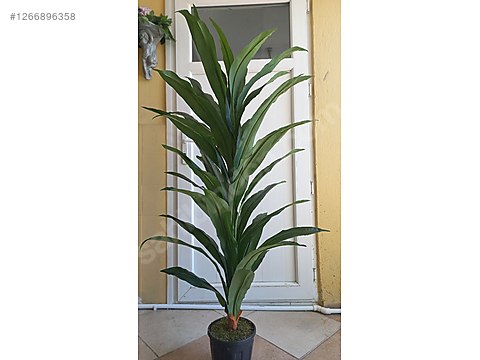 yucca-t商品② Yapay yucca ağaç 150 cm boyunda sahibinden.comda - 1266896358