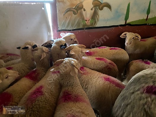 Pets & Livestock / Small Livestock / Rams