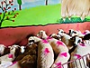 Pets & Livestock / Small Livestock / Rams