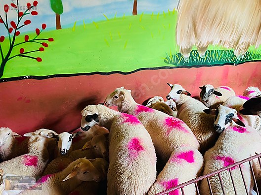 Pets & Livestock / Small Livestock / Rams