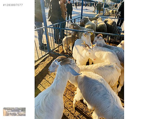 Pets & Livestock / Small Livestock / Goats