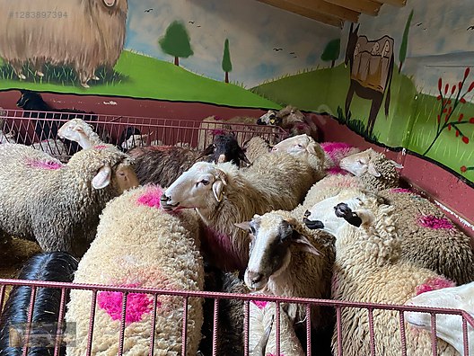 Pets & Livestock / Small Livestock / Rams