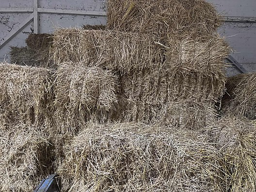 Pets & Livestock / Foods & Feeds / Small & Large Livestock / Feed