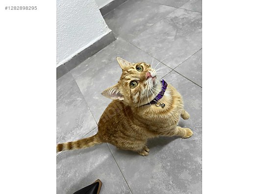 Hayvanlar Alemi / Evcil Hayvanlar / Kedi / Sarman