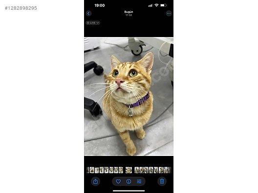 Hayvanlar Alemi / Evcil Hayvanlar / Kedi / Sarman