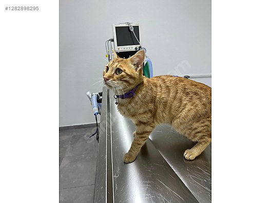 Hayvanlar Alemi / Evcil Hayvanlar / Kedi / Sarman