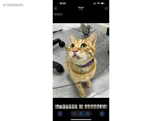 Hayvanlar Alemi / Evcil Hayvanlar / Kedi / Sarman