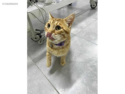 Hayvanlar Alemi / Evcil Hayvanlar / Kedi / Sarman