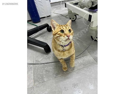 Hayvanlar Alemi / Evcil Hayvanlar / Kedi / Sarman