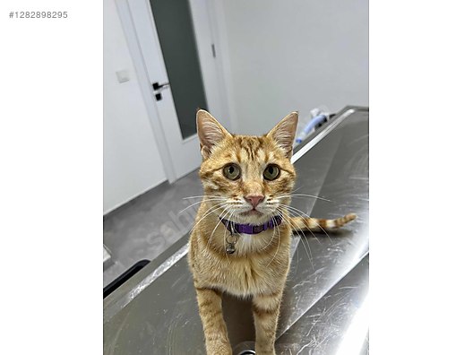 Hayvanlar Alemi / Evcil Hayvanlar / Kedi / Sarman