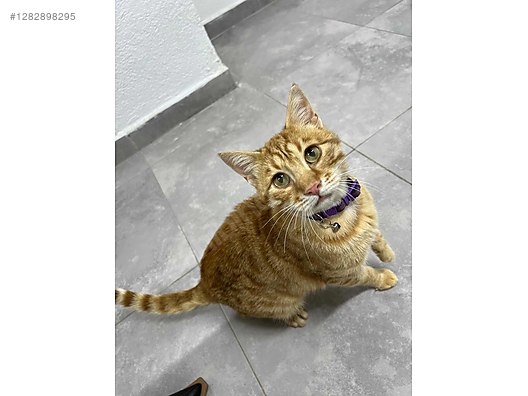 Hayvanlar Alemi / Evcil Hayvanlar / Kedi / Sarman