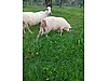 Pets & Livestock / Small Livestock / Lambs