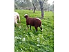 Pets & Livestock / Small Livestock / Lambs