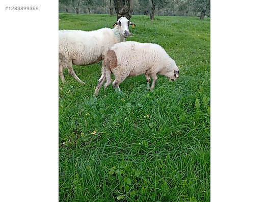 Pets & Livestock / Small Livestock / Lambs