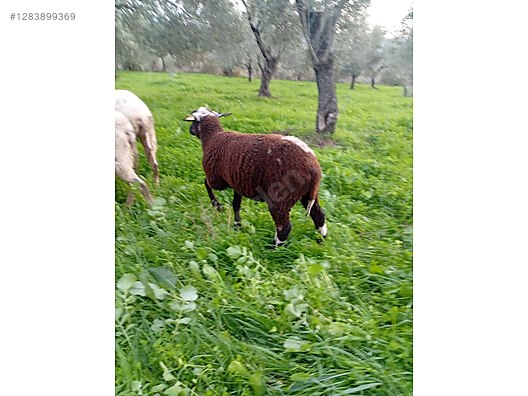 Pets & Livestock / Small Livestock / Lambs