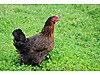 Pets & Livestock / Poultry & Fowl / Chickens