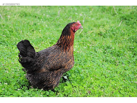 Pets & Livestock / Poultry & Fowl / Chickens