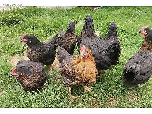 Pets & Livestock / Poultry & Fowl / Chickens