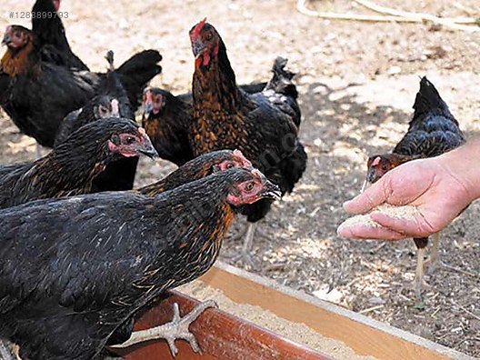 Pets & Livestock / Poultry & Fowl / Chickens