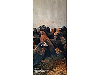 AŞI GARANTİLİ ATAKS LOHMAN BROWN TİNTED CORAL LİGORİN YARKALAR #1283899901