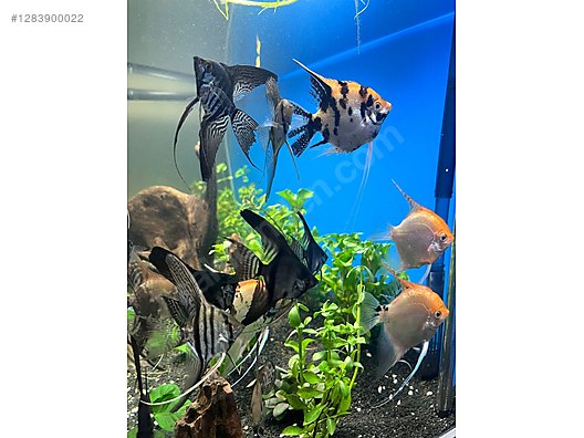 Hayvanlar Alemi / Akvaryum Balıkları / Cichlidler / Melek Balığı