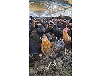 AŞI GARANTİLİ ATAKS LOHMAN BROWN TİNTED CORAL LİGORİN YARKALAR #1283900121