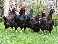 KLAVUZA YAKIN ATAKS LOHMAN SUSEX TINDET YARKALARIMIZ SATIŞTA #1283900157