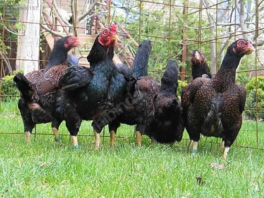 Hayvanlar Alemi / Kümes Hayvanları / Tavuk