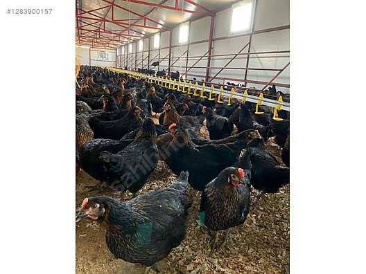 Hayvanlar Alemi / Kümes Hayvanları / Tavuk