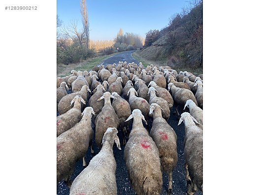 Hayvanlar Alemi / Küçükbaş Hayvanlar / Kuzu