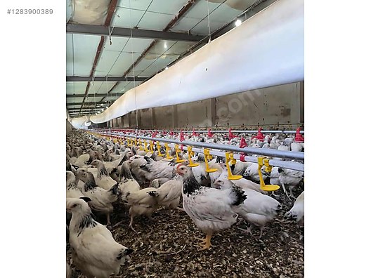 Pets & Livestock / Poultry & Fowl / Chickens