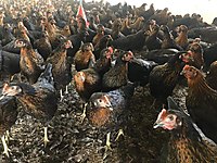 AŞI GARANTİLİ ATAKS LOHMAN BROWN TİNTED CORAL LİGORİN YARKALAR #1283900483