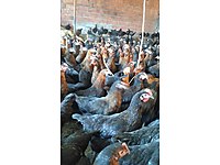 AŞI GARANTİLİ ATAKS LOHMAN BROWN TİNTED CORAL LİGORİN YARKALAR #1283900513