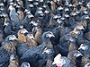 Pets & Livestock / Poultry & Fowl / Chickens