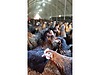 Pets & Livestock / Poultry & Fowl / Chickens