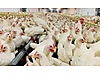 Pets & Livestock / Poultry & Fowl / Chickens
