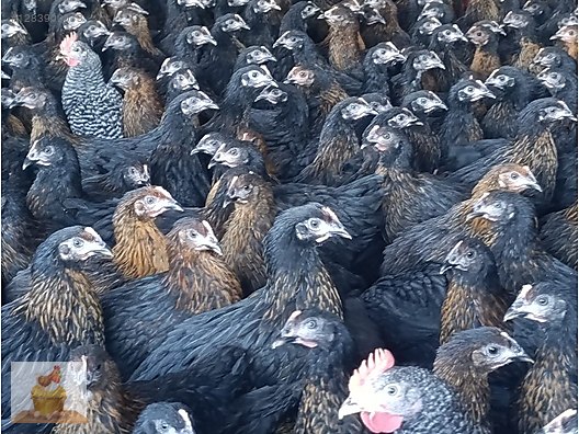 Pets & Livestock / Poultry & Fowl / Chickens