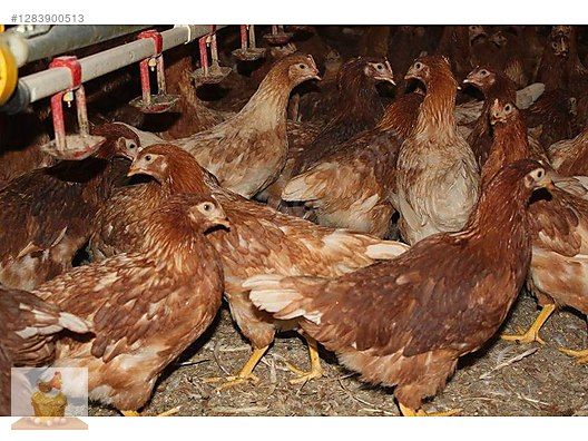 Pets & Livestock / Poultry & Fowl / Chickens