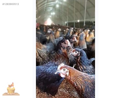 Pets & Livestock / Poultry & Fowl / Chickens