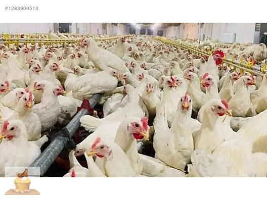 Pets & Livestock / Poultry & Fowl / Chickens
